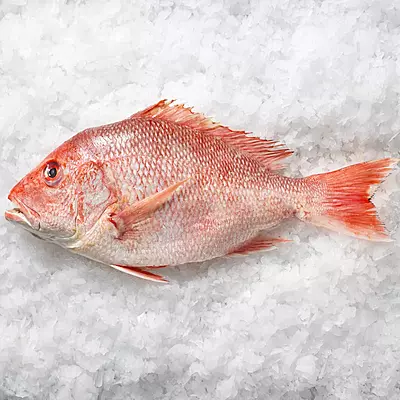 Red Snapper Fish Cut into Pcs Red Snapper Fish Cut into Pcs