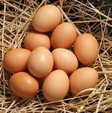 Poultry