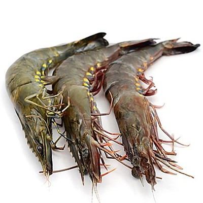 Premium Indian Fresh Water Shrimp