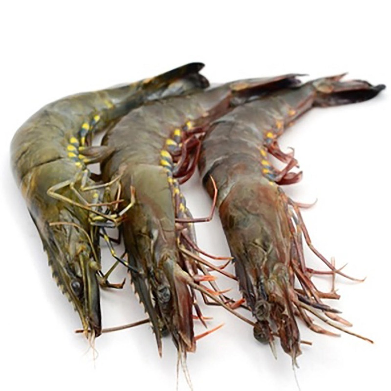 Premium Indian Fresh Water Shrimp Premium Indian Fresh Water Shrimp