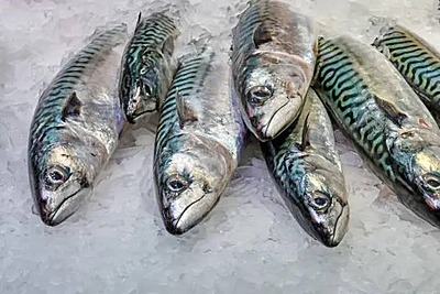Indian Mackerel Fish Whole