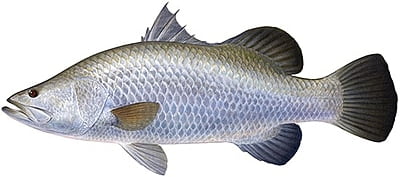 Bangamary Fish cut into pieces