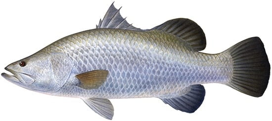 Bangamary Fish cut into pieces