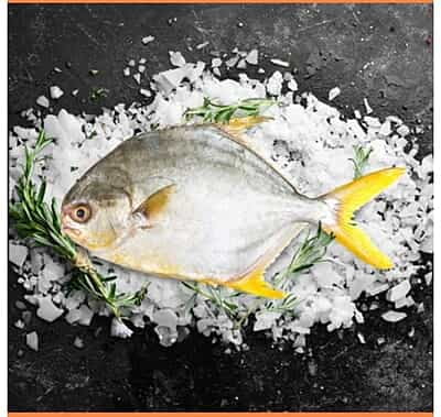 Golden Pomfret
