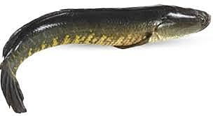 SHOIL 2lb Thin Cut