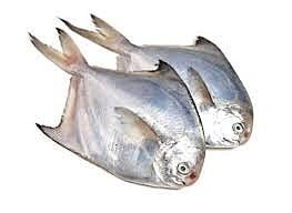 Silver Pomfret. Silver Pomfret.